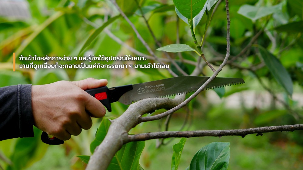 ใช้ เลื่อยตัดกิ่งไม้ ยังไงให้ตัดง่าย ไม่เปลืองแรง ใช้ เลื่อยตัดกิ่งไม้ ยังไงให้ตัดง่าย ไม่เปลืองแรง