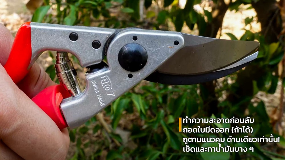 ทำไม กรรไกรตัดกิ่ง ถึงเริ่มฝืด ต้องลับคมหรือเปลี่ยนใหม่ไหม