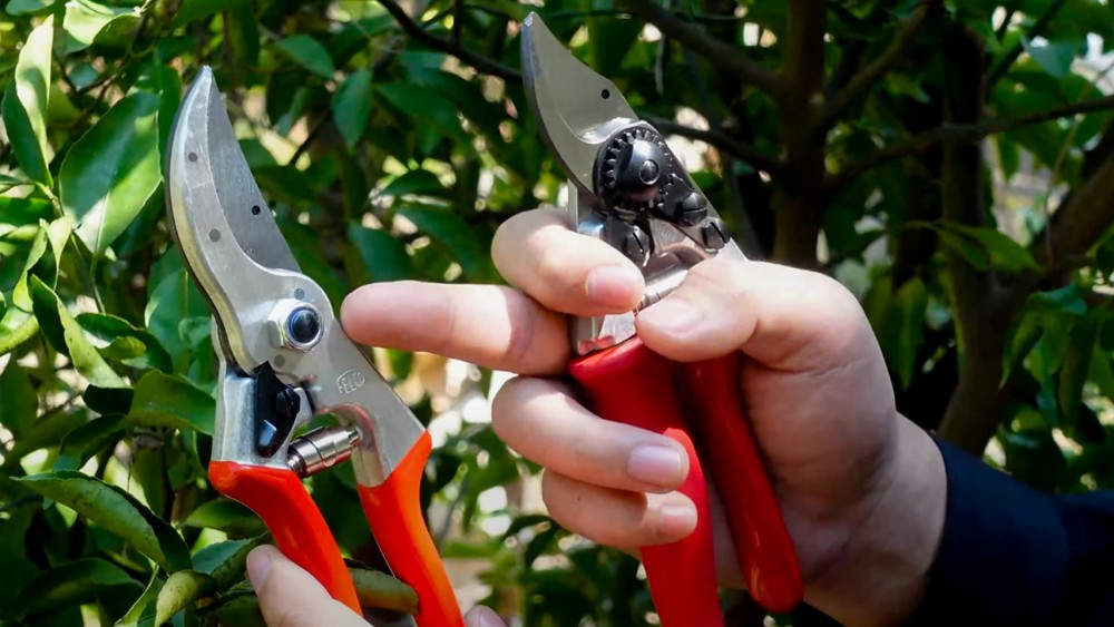 ทำไม กรรไกรตัดกิ่ง ถึงเริ่มฝืด ต้องลับคมหรือเปลี่ยนใหม่ไหม